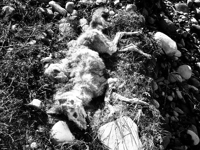 another coyote carcus