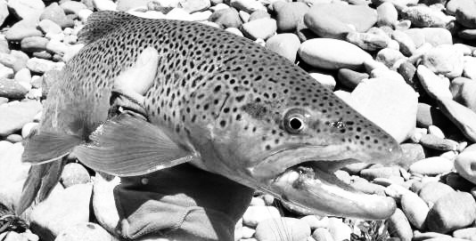 fish waterton 1 antique