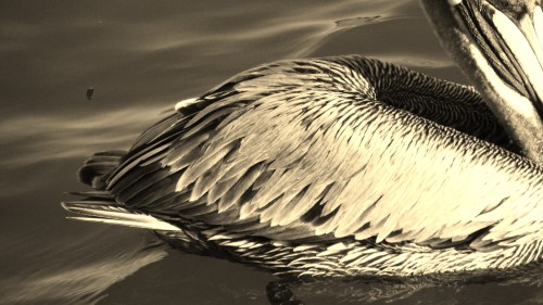 bradenton 3 2014 026