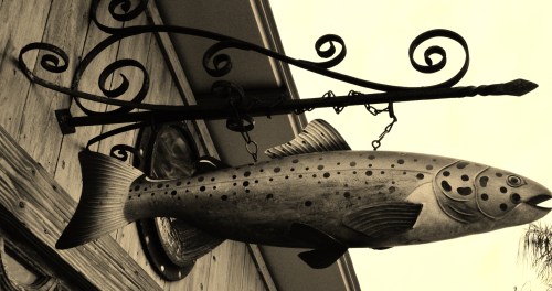 sea trout