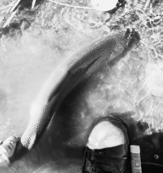 rainbow trout on dry