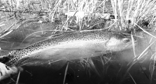 grass trout