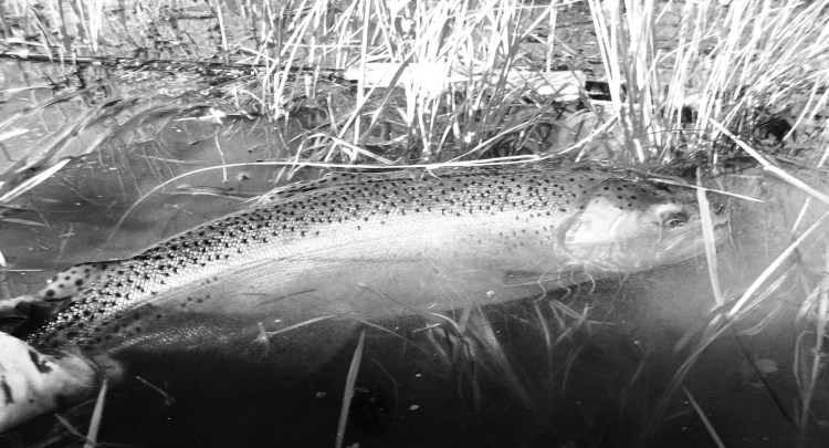 grass trout