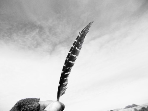 feather