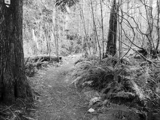 fern trail