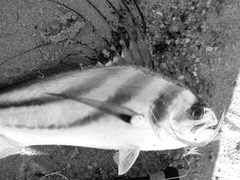 rooster fish 1